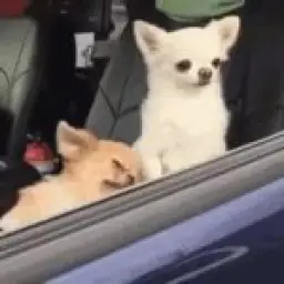 Chihuahua car