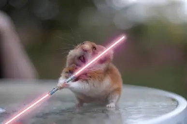 Star Wars hamster