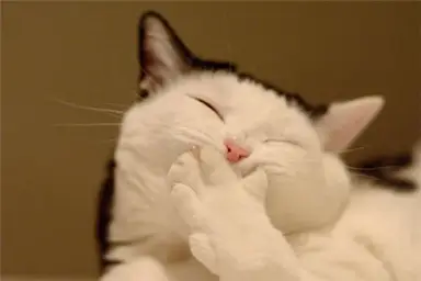 cat laughing