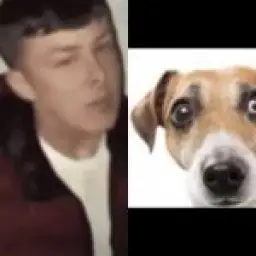 Average fan vs average dog