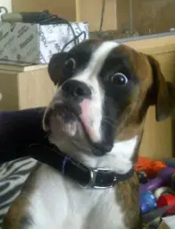 shocked doggy