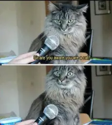 Cat Interview