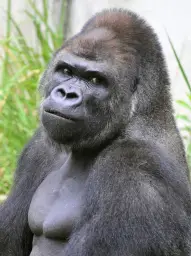 Hot Gorilla