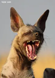 laughing hyena