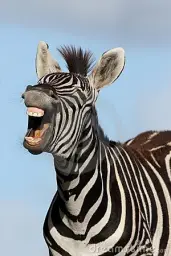 Laughing Zebra