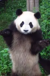 Confused panda