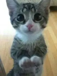 Kitten Big Eyes