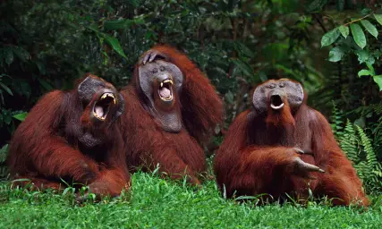 laughing orangutans