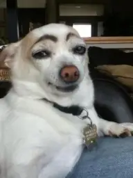 Eyebrow dog