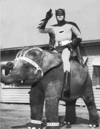 Batman Elephant