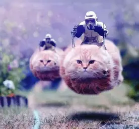 star wars cats