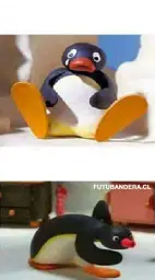 pinguino