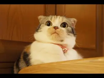 Shocked cat