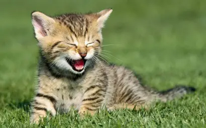 laughing cat