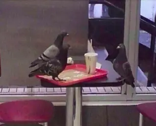 Pigeon job interview