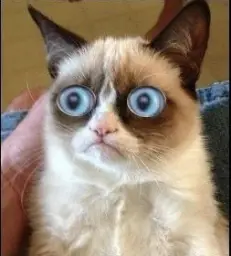 Grumpy Cat Shocked