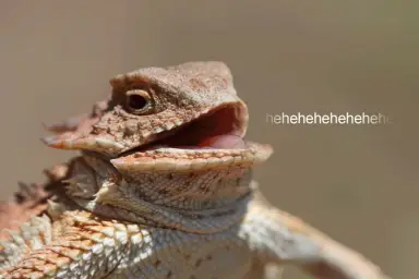 laughing lizard