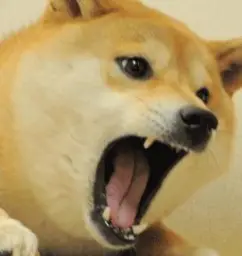 angry doge