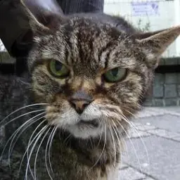 Angry Cat