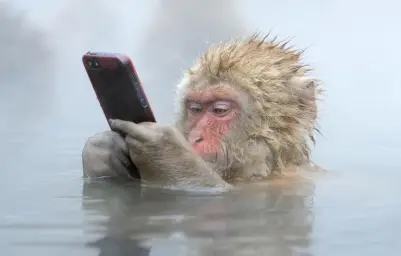 monkey in a hot tub with iphone