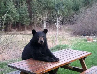 waiting bear