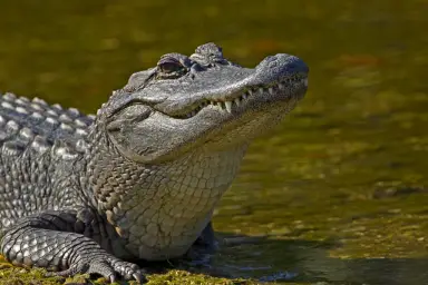 Laughing Alligator