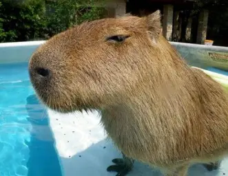 Side Eye Capybara