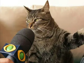 Cat giving an interview