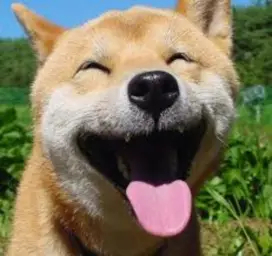 Happy Doge