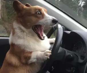 dog driving