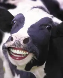 Laughing Cow