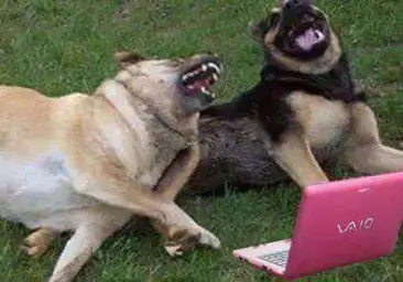 Dogs laughting