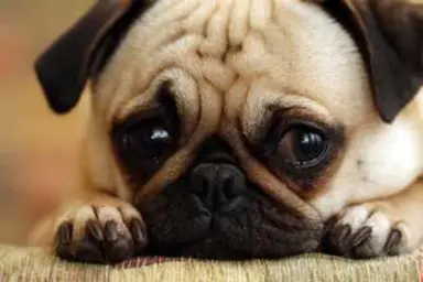 Sad Dog