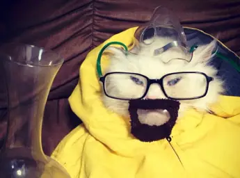 Cat Breaking Bad