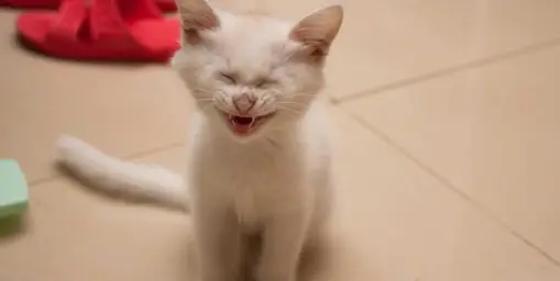 Cat Laughing