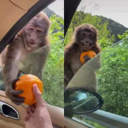 Monkey Receiving An Orange