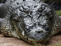 crocomeme profile picture