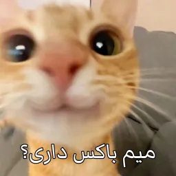 Sawaki_Meme profile picture