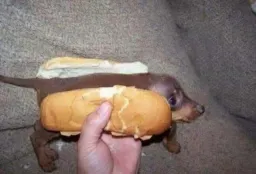 hotdog_meme2 profile picture