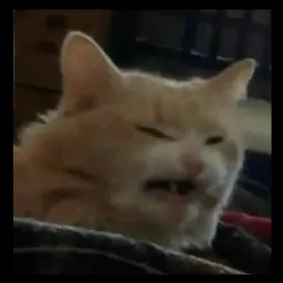 hitler_meme profile picture
