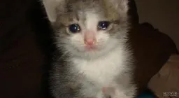 parsafarzam profile picture