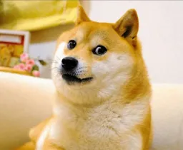 hirbood profile picture