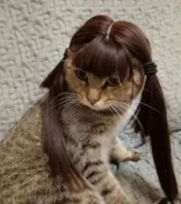 atrin_memer profile picture