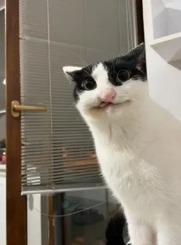 Goorba_Memer profile picture