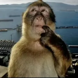 rezasharefat profile picture