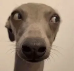 hapoo.meme profile picture