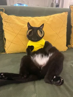 hirad_robert profile picture