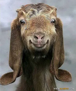 polo profile picture