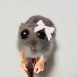 joorabshalvari_meme profile picture