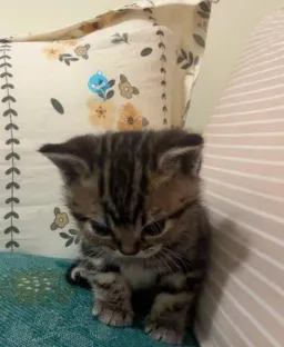 arashzmn profile picture